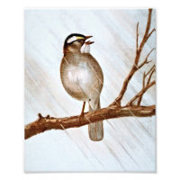 Sparrow branco traçado