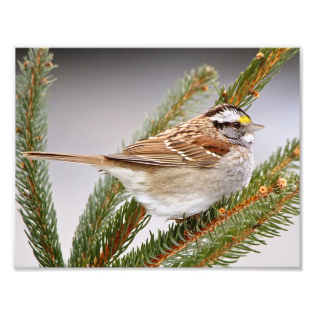 Foto Sparrow no inverno (Frente)