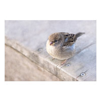 Sparrow - Sobrepeso