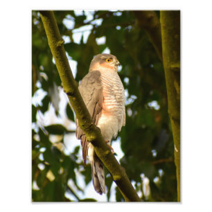 Foto Sparrowhawk
