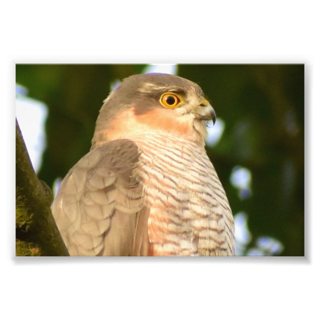 Foto Sparrowhawk (Frente)