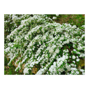 Foto Spirea Arguta