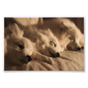 Foto Spitz japonês/poster Eskimo americano