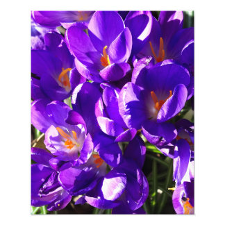 FOTO SPRING CROCUS
