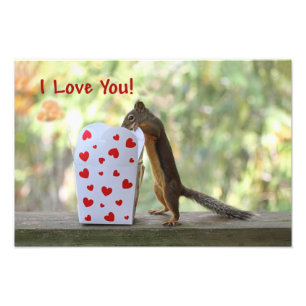 Foto Squirrel, Dentro Heart Box, "Eu Amo Você"