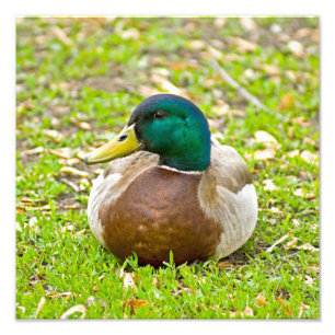 Foto Sr. Mallard Duck