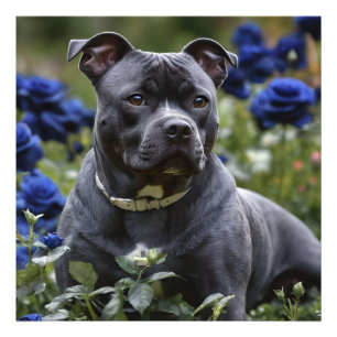 Foto Staffordshire Bull Terrier In Blue Rosa Garden