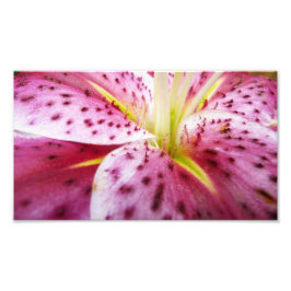 Foto Stargazer Lily Bright Magenta Floral