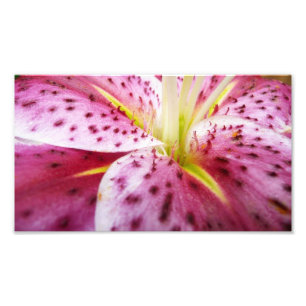 Foto Stargazer Lily Bright Magenta Floral