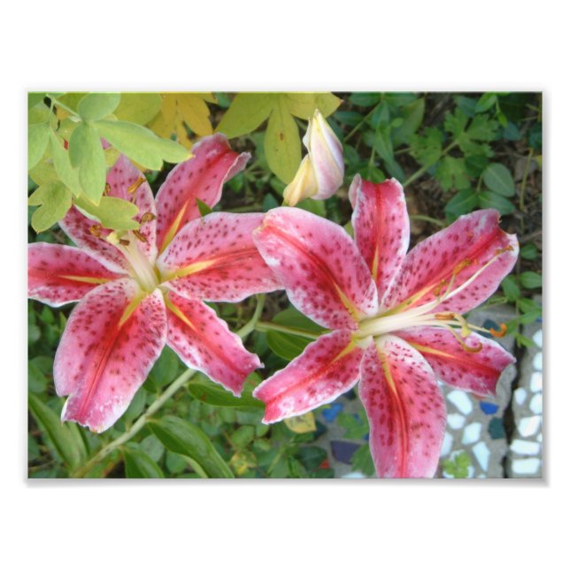 Foto Stargazer Lily Garden Floral (Frente)