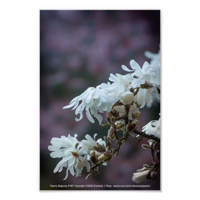 Foto Starry Magnolia 5780 (Frente)