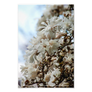 Foto Starry Magnolia 5781