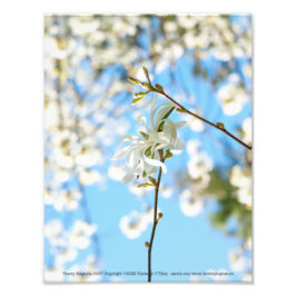 Foto Starry Magnolia 6490