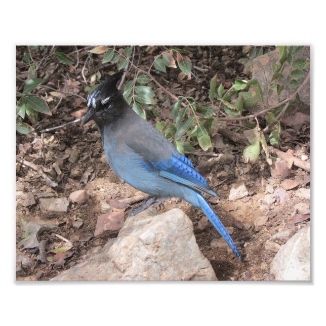 Foto Steller's Jay (Frente)