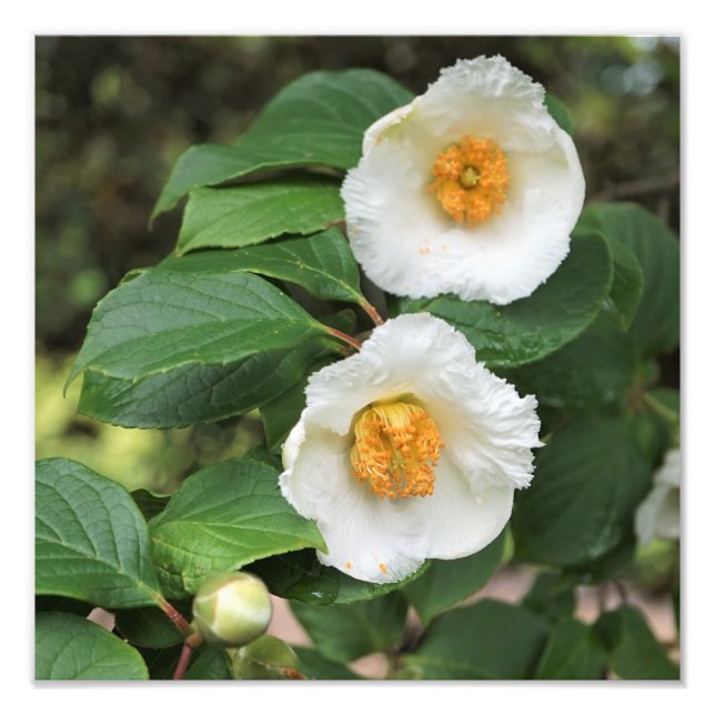 Foto Stewartia japonesa de 12"x12" (Frente)