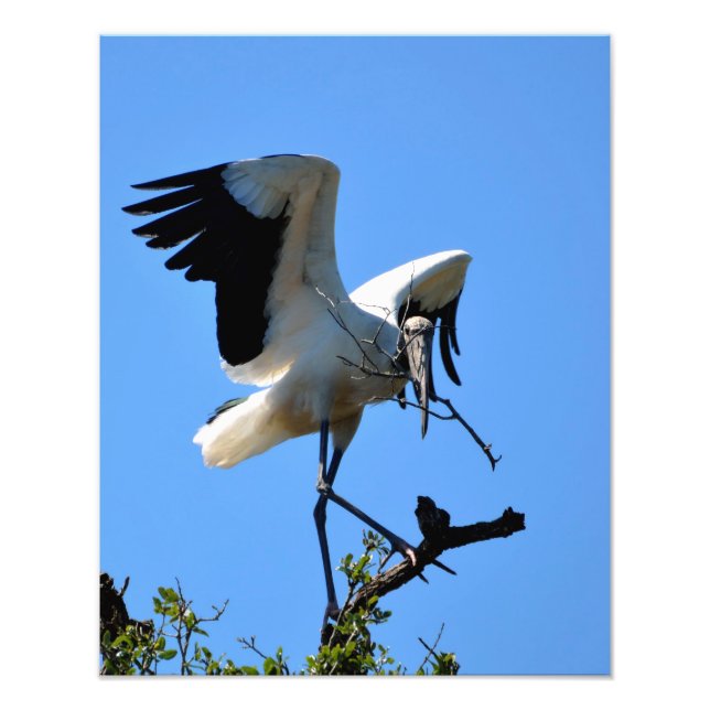 Foto Stork de madeira na natureza (Frente)