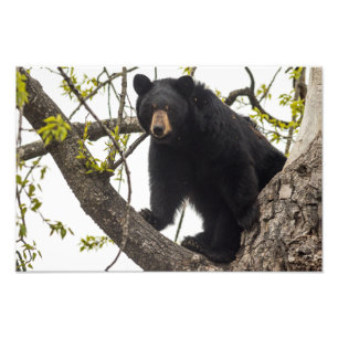 Foto Subindo Urso Negro