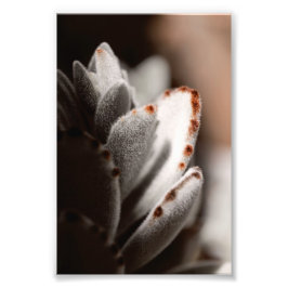 Foto Suculente Verde Sage com Dicas Marrons