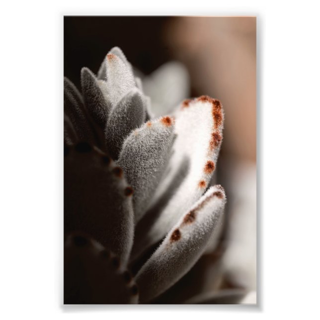 Foto Suculente Verde Sage com Dicas Marrons (Frente)