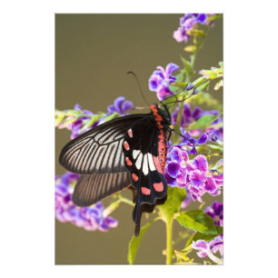 Foto Sudeste Asiático, Tailândia, Doi Inthanon, Papilio