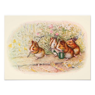 Foto Suínos guineenses e ferramentas para jardim