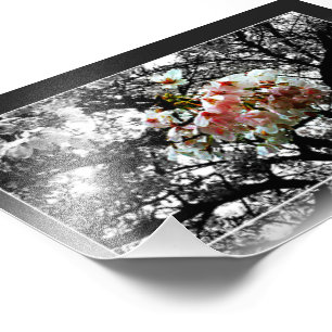 Foto Sun beijou as flores de cerejeira