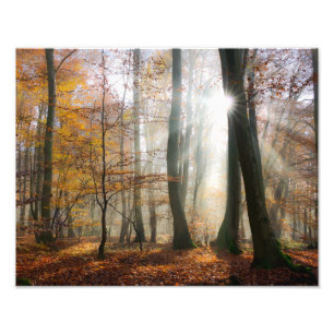 Foto Sun Rays Mystic Misty Scenics Forest - Paperprint