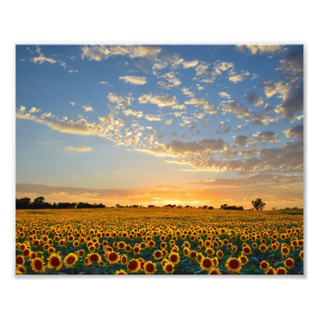 Foto Sunflower Field no Sunset (Frente)