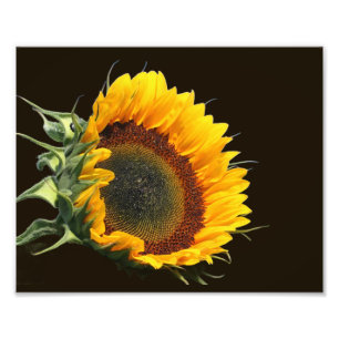 Foto Sunflower In Sunshine 8x10