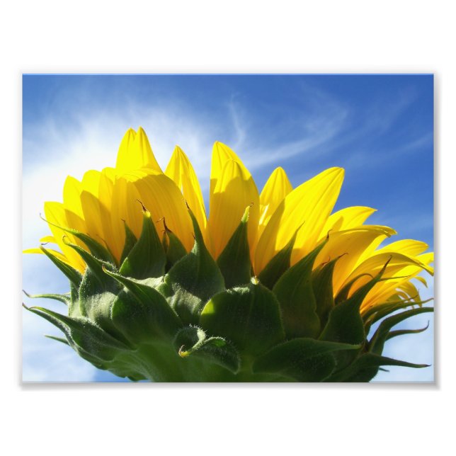 Foto Sunny Day Sunflower (Frente)