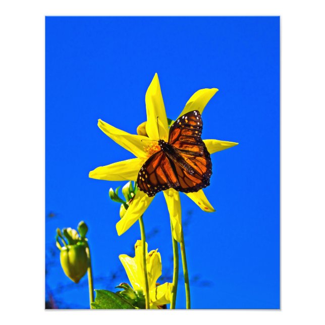 Foto Sunny Side Up (Frente)