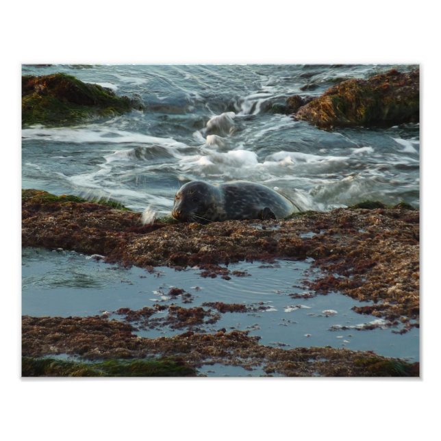 Foto Sunset Lit Harbor Seal I em San Diego (Frente)