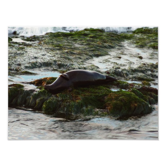 Foto Sunset Lit Harbor Seal II em San Diego (Frente)