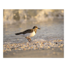 Foto Sunset Sanderling