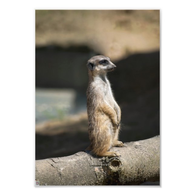 Foto Suricata (Frente)