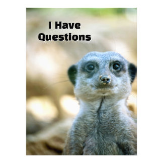 Foto Suricata Engraçada Tenho Perguntas Humor Animal