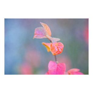 Foto Surpreendentemente, o Cotonu Leaves
