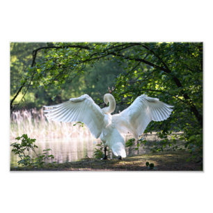 Foto Swan com Espalhamento de Asas