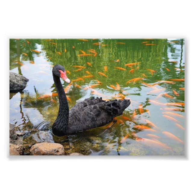 Foto Swan Negro em um Lago Goldfish (Frente)