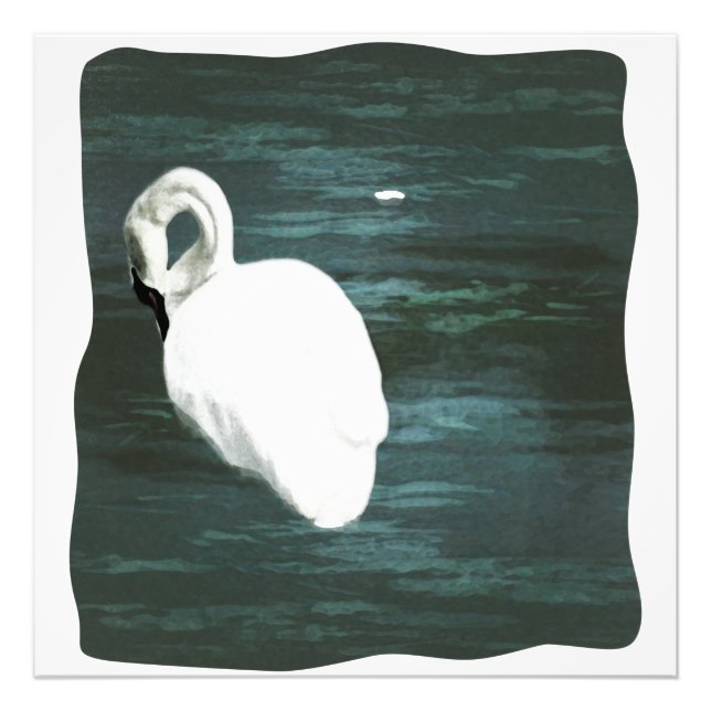 Foto Swan no Pond (Frente)