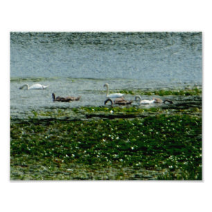 Foto Swans Aquáticos