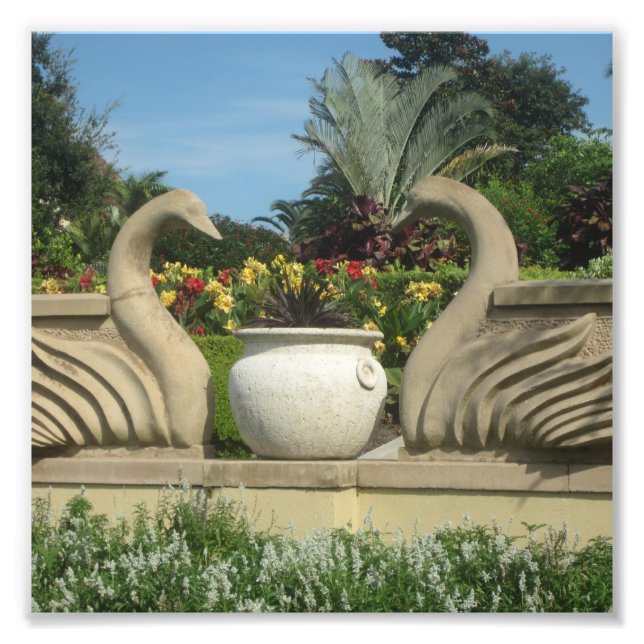 Foto Swans Guardando Hollis Gardens em um (Frente)