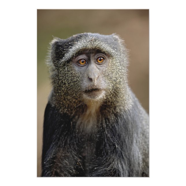 Foto Sykes ou Macaco Azul, Cercopithecus mitis, (Frente)
