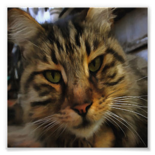 Foto Tabby Cat Artístico Pet Retrato v2
