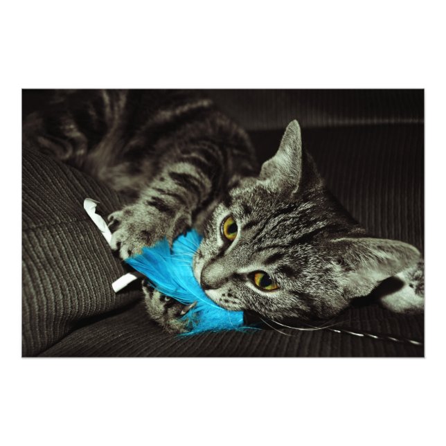 Foto Tabby Cat com pena de Shirley Taylor (Frente)