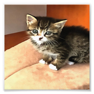 Foto Tabby Cat Kitten Pet Retrato