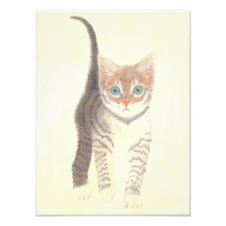 Foto Tabby Kitten Poster