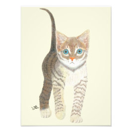 Foto Tabby Kitten Poster