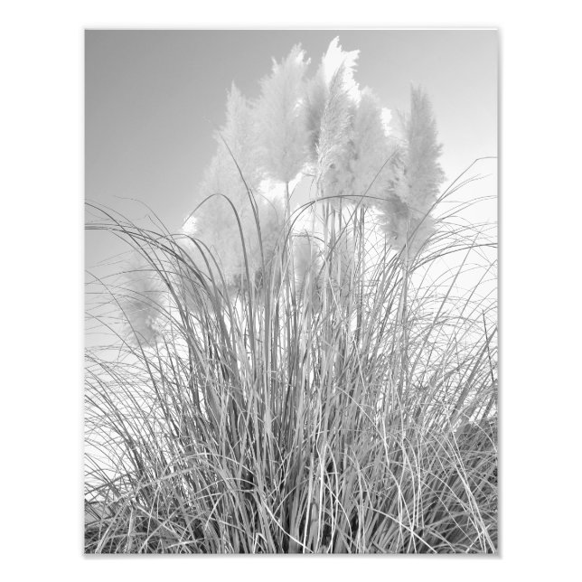 Foto Tall Grass e Hyacinths no Island Park, NY (Frente)