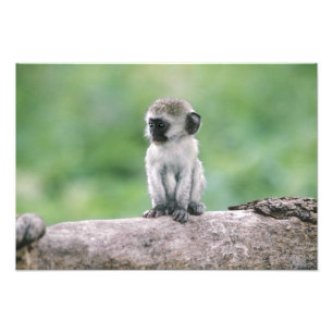 Foto Tanzânia, Cratera de Ngorogoro. Close-up de selvag